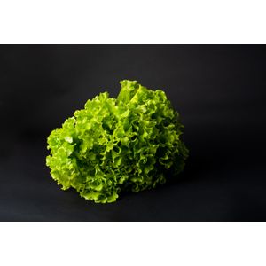 Lechuga Olimpica Verde Crespa Hidropónica 180 G