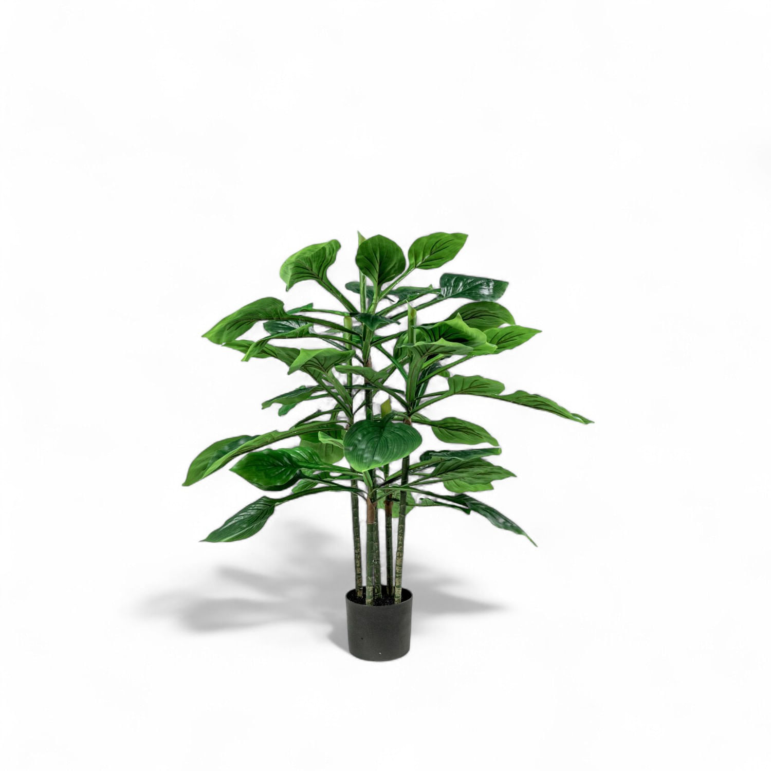 Imagen de Hosta 90cm