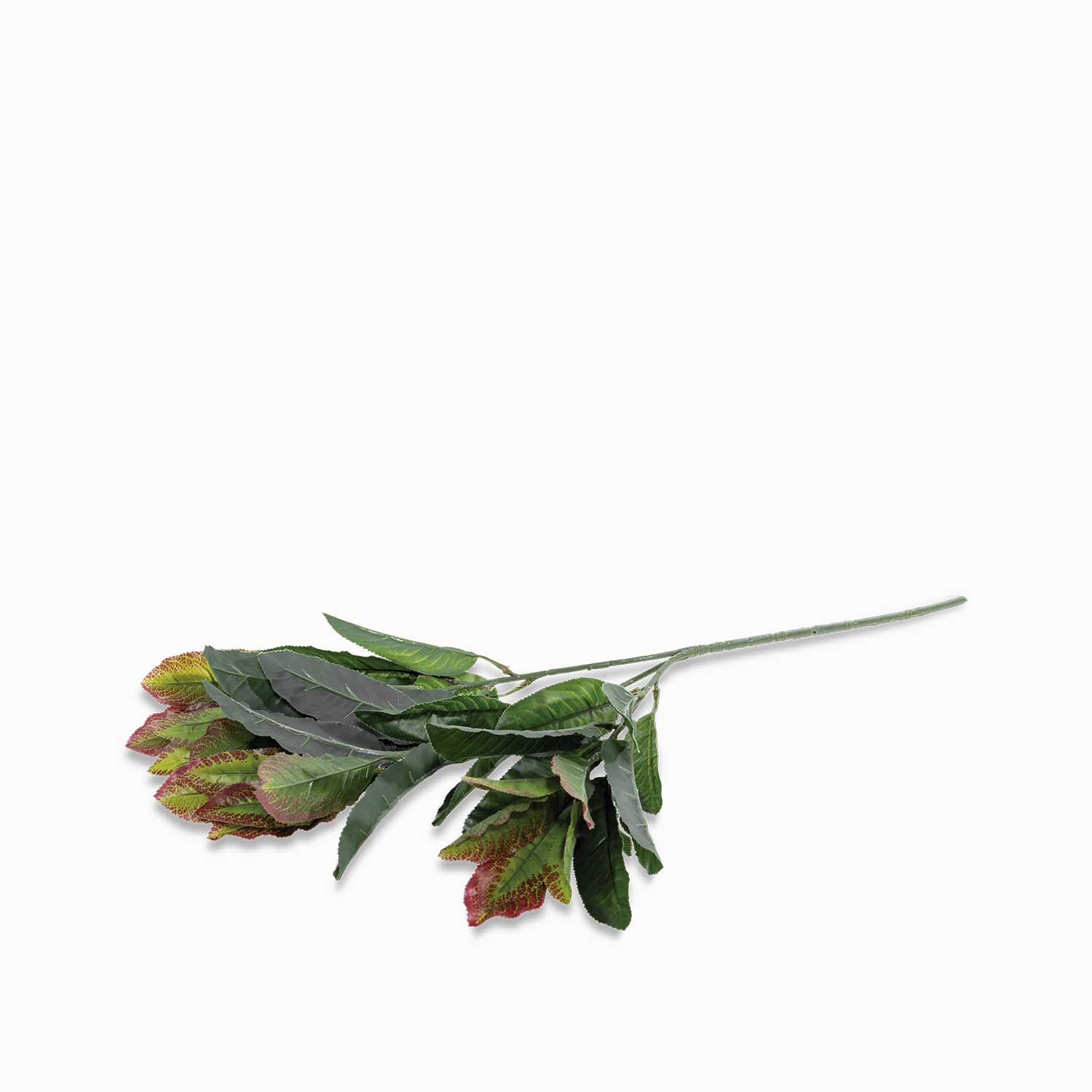 Imagen de Hoja Mirto