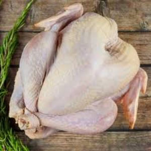 Pavo Navideño X Und