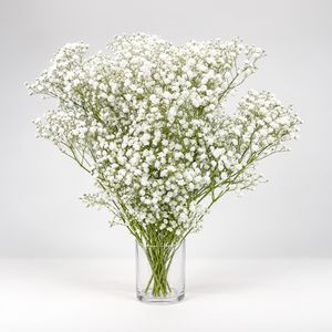 Flores Naturales Gypso X 10 Tallos