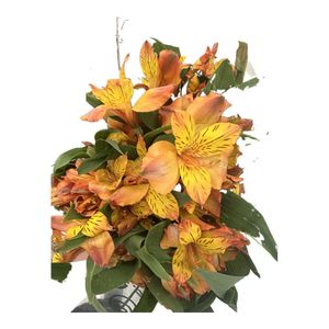 Planta Dicuore Alstroemeria Surtido
