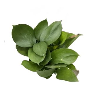 Planta Dicuore Follajes