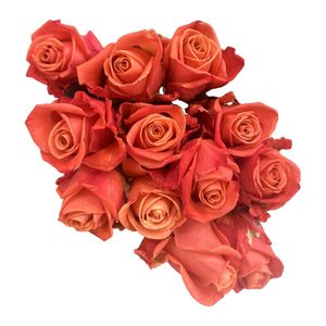 Planta Dicuore Rosa