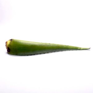Penca de Sábila Olimpica 250 G