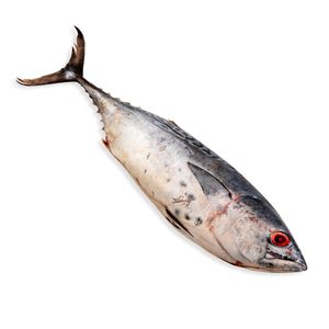 Bonito Entero X Kg