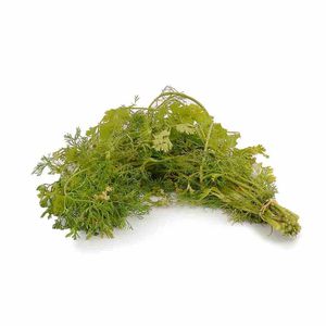 Cilantro Criollo 50 G