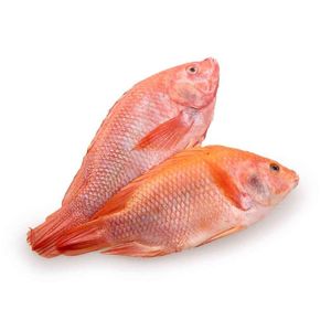 Cabeza de Mojarra