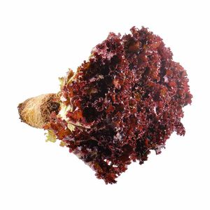 Lechuga Caidvandre Roja Crespa Hidropónica 140 G